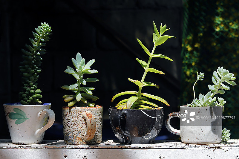 深色背景中的盆景盆图片素材