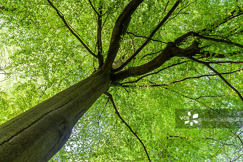 低角度拍摄：春天的山毛榉树图片素材