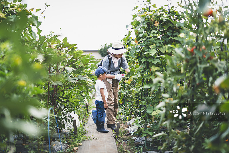 母亲和孩子采摘番茄图片素材