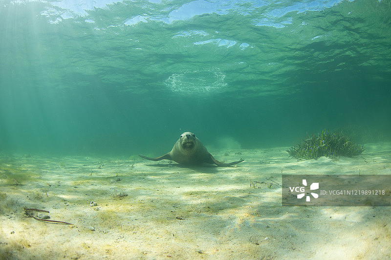 澳洲海狮图片素材