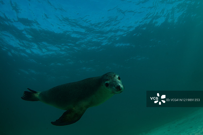 澳洲海狮图片素材
