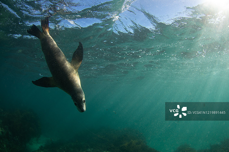 澳洲海狮图片素材