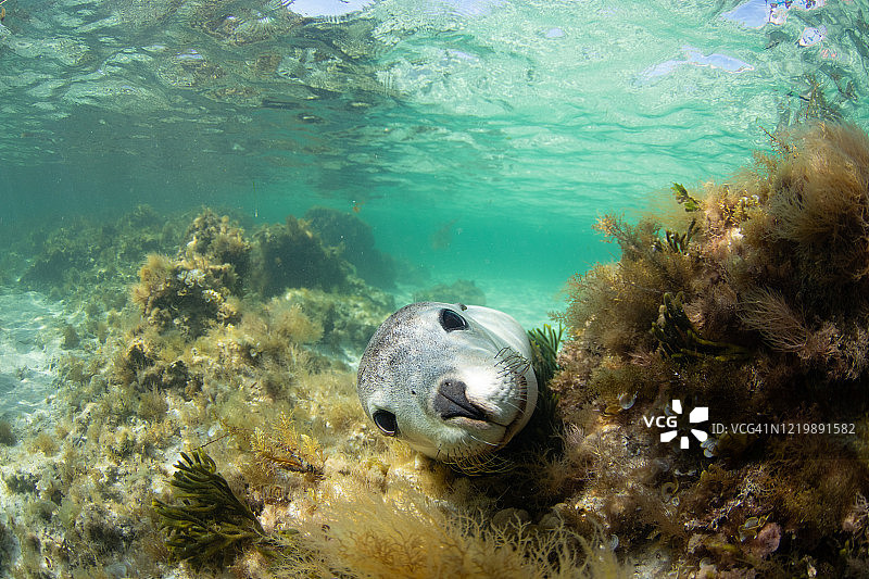 澳洲海狮图片素材
