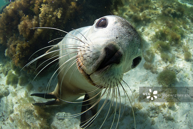 澳洲海狮图片素材