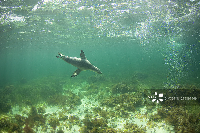 澳洲海狮图片素材