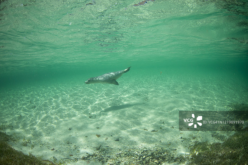 澳洲海狮图片素材
