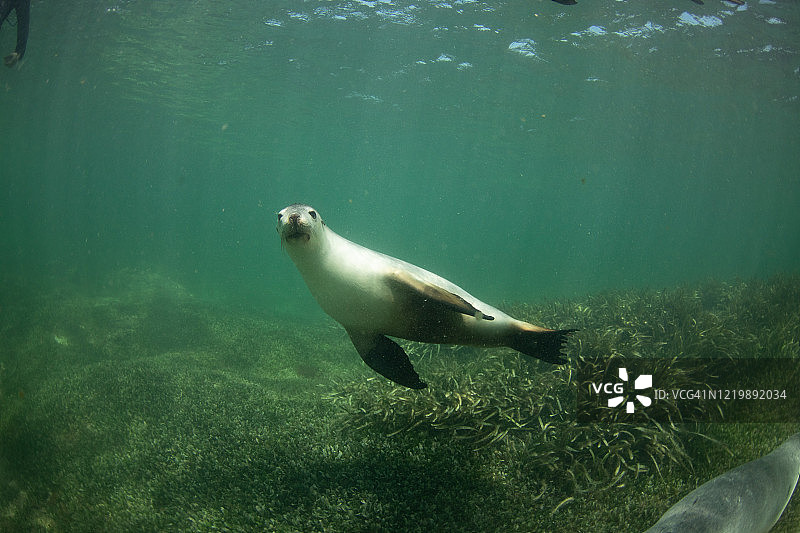 澳洲海狮图片素材