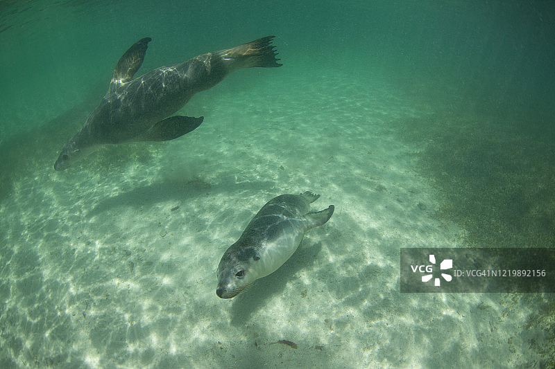 澳洲海狮图片素材