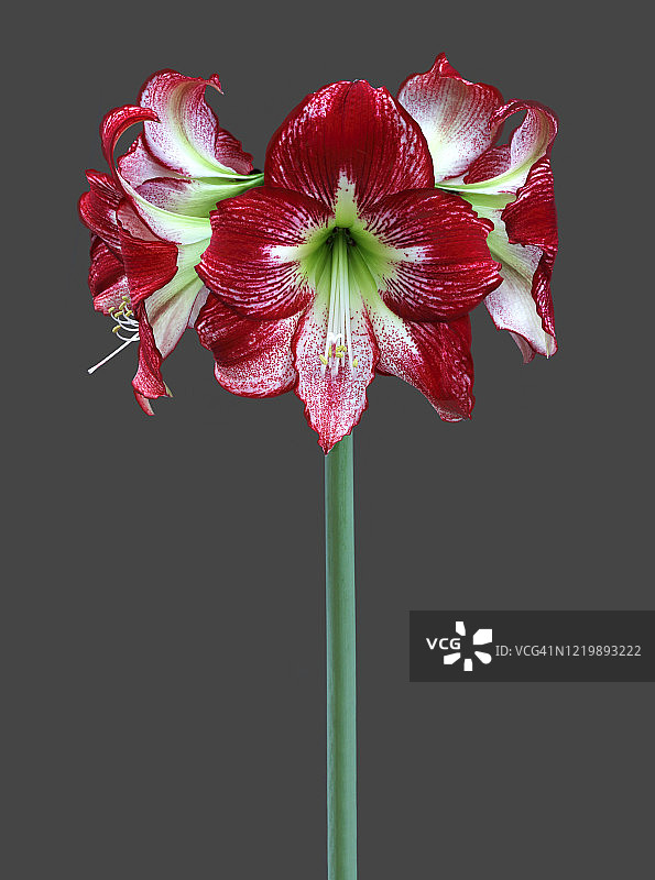 特写镜头下的深红色和白色孤挺花图片素材