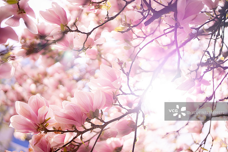 盛开的玉兰花树特写图片素材