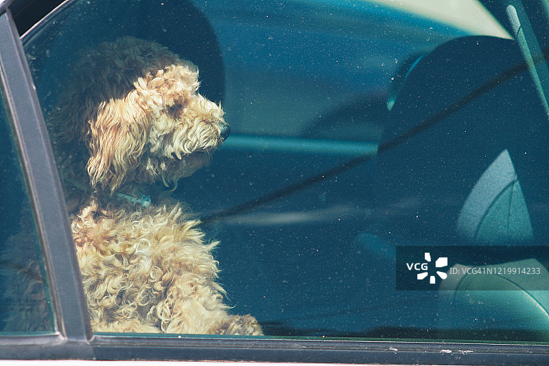 从车外看车内的狗图片素材