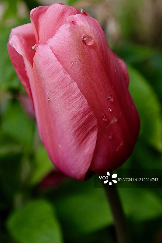 郁金香与雨滴图片素材