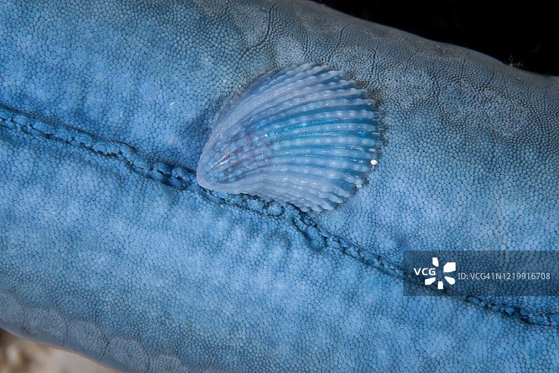 水晶海星海螺图片素材