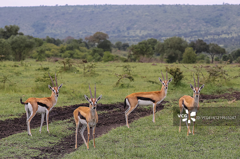 一群葛氏瞪羚图片素材
