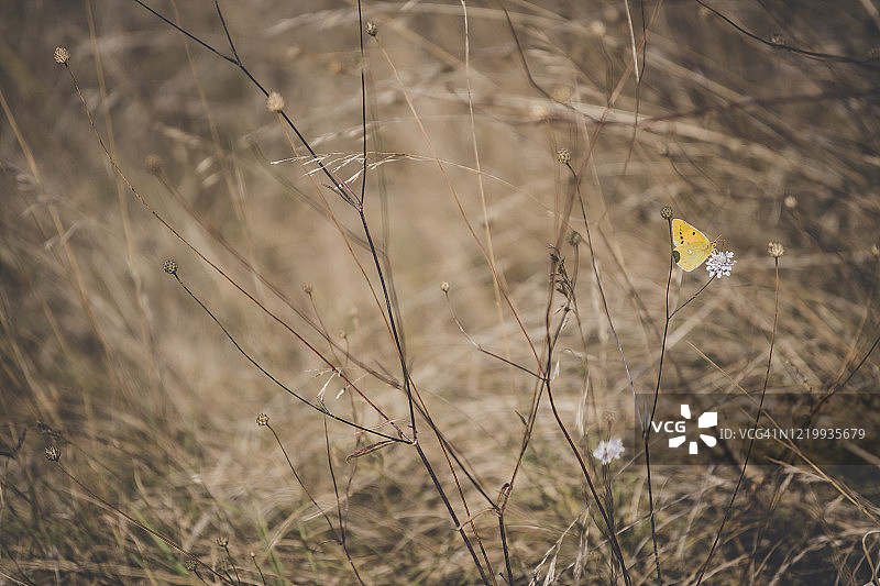 蝴蝶休憩图片素材