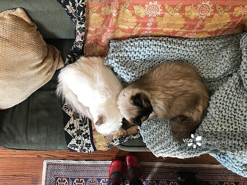 女性俯视两只依偎的布偶猫的个人视角图片素材