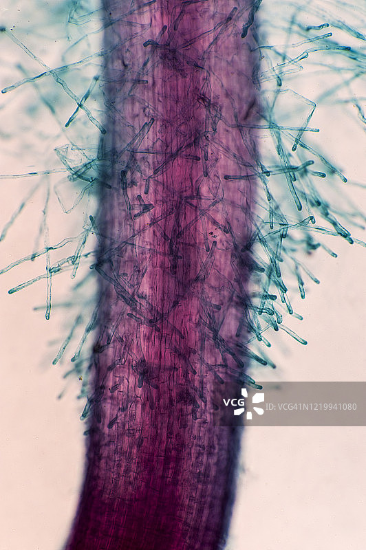 根毛—表皮细胞的单细胞延伸，萝卜幼苗根，25倍图片素材