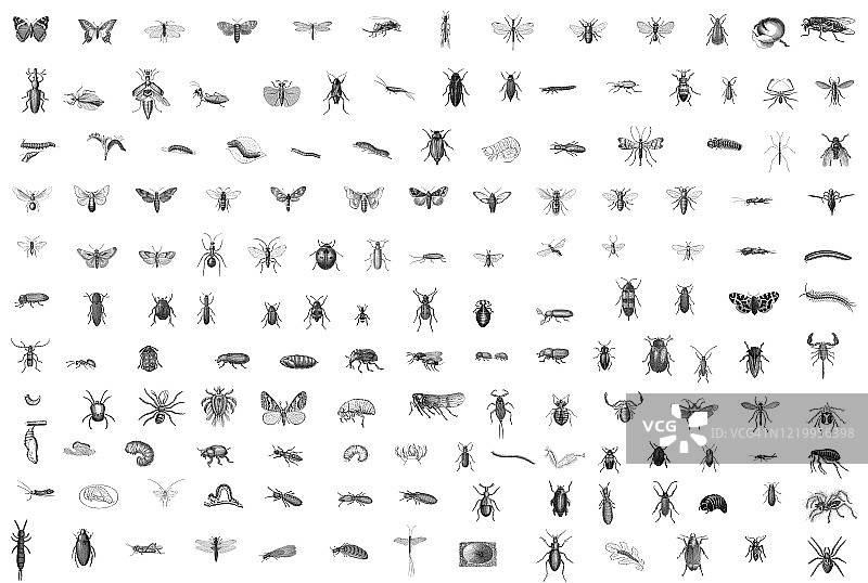 昆虫学、多足纲、蛛形纲古老雕刻插图图片素材