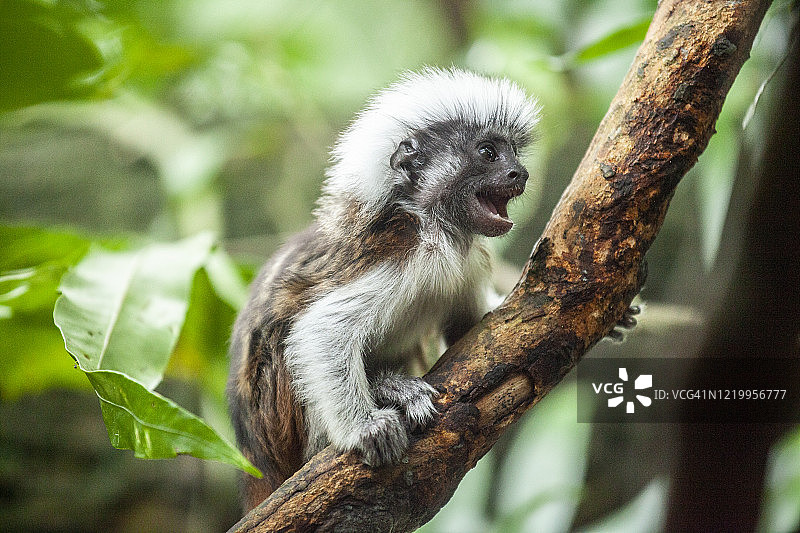 绒顶柽柳猴站在树上图片素材