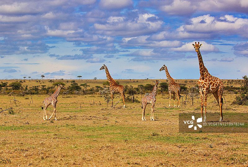 非洲平原上的罗斯柴尔德长颈鹿图片素材