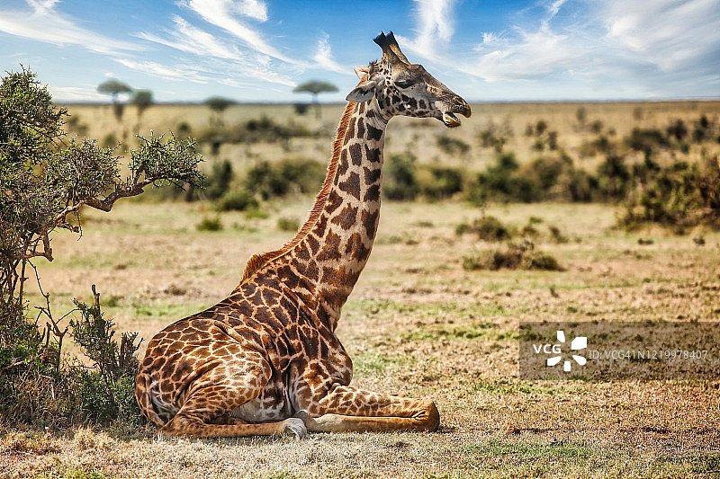 非洲草原上的罗斯柴尔德长颈鹿图片素材