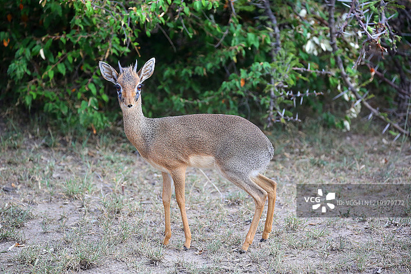 非洲的 Dik Dik 羚羊图片素材