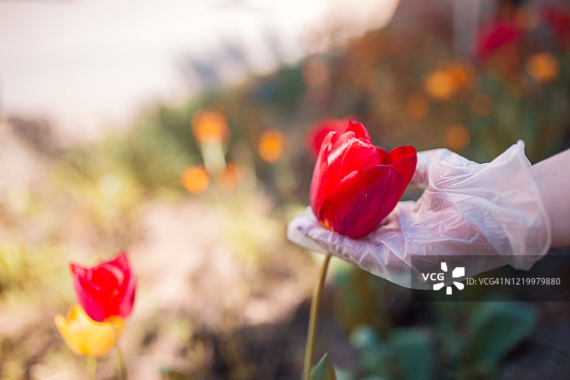疫情期间戴防护手套的女人拿着花图片素材