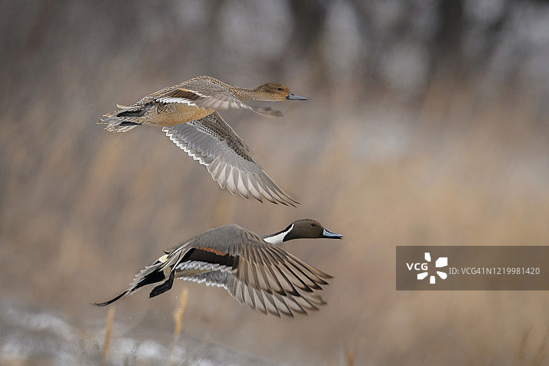 一对针尾鸭飞过内布拉斯加州普拉特河图片素材