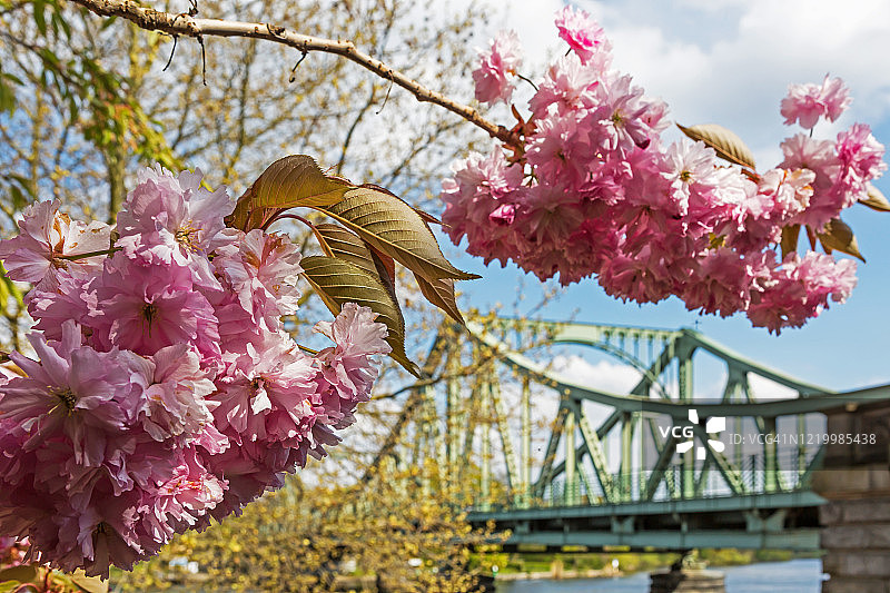 柏林和波茨坦之间的格利尼克桥与樱花图片素材