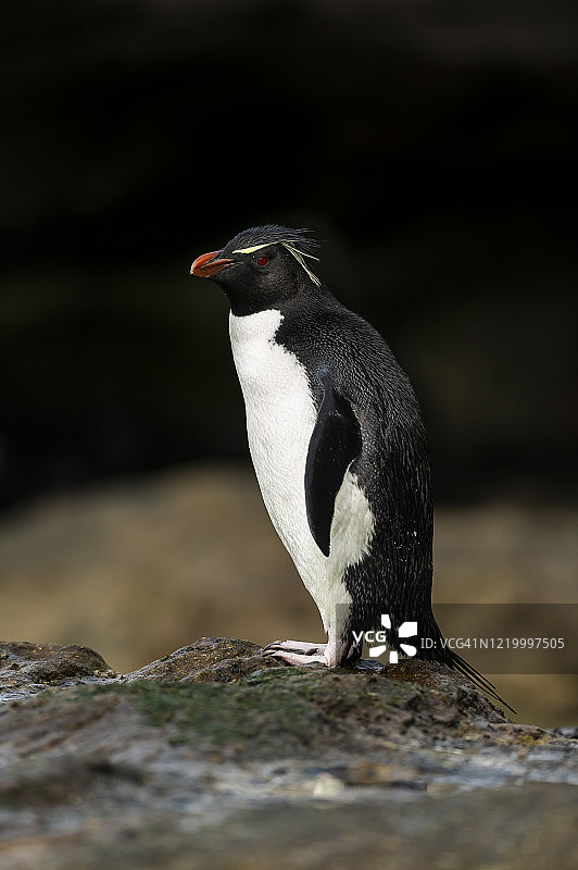 凤头黄眉企鹅图片素材