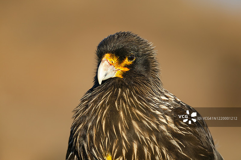 南美卡拉鹰图片素材