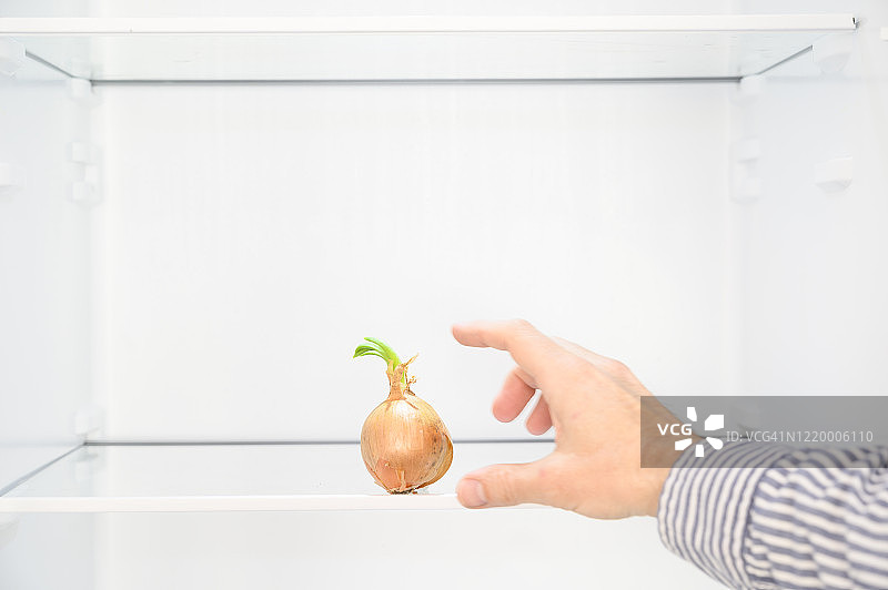 男人从冰箱里拿出一个发芽的洋葱图片素材