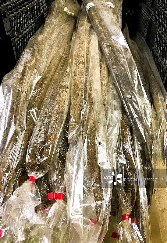 横滨市场上装在塑料袋中的牛蒡根图片素材