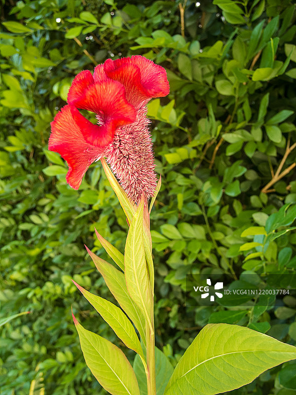 鸡冠花图片素材