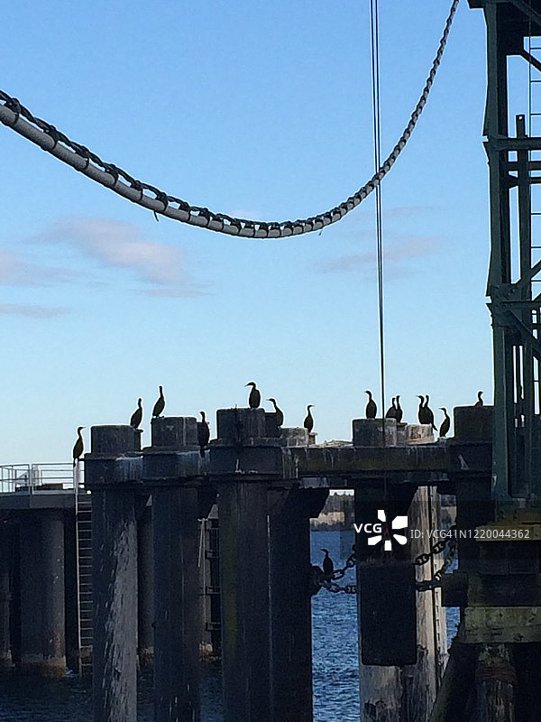 在渡轮码头晒日光浴的鸬鹚图片素材