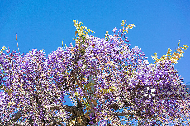 日本紫藤花图片素材