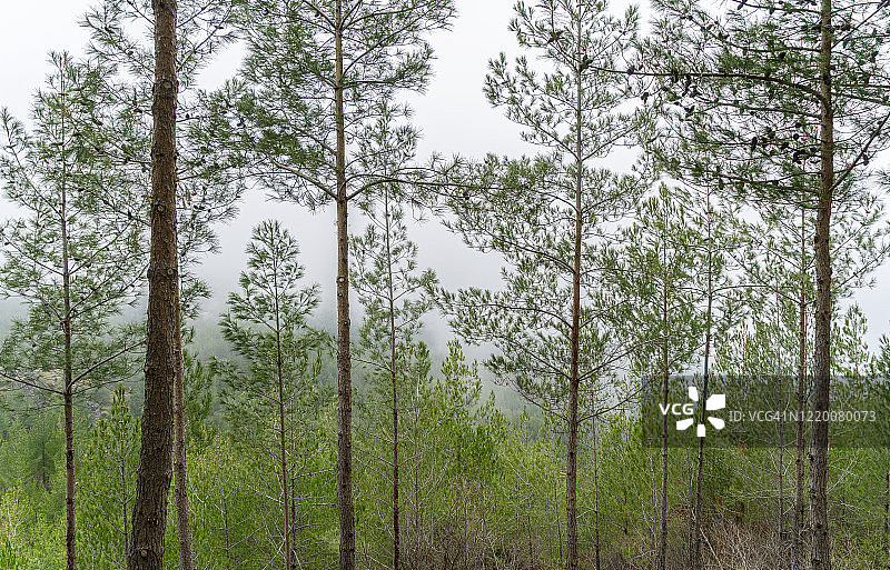 安塔利亚自然森林风光图片素材