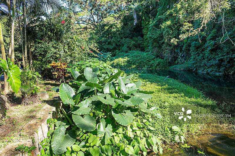 古巴索罗阿小溪边的异域植物图片素材