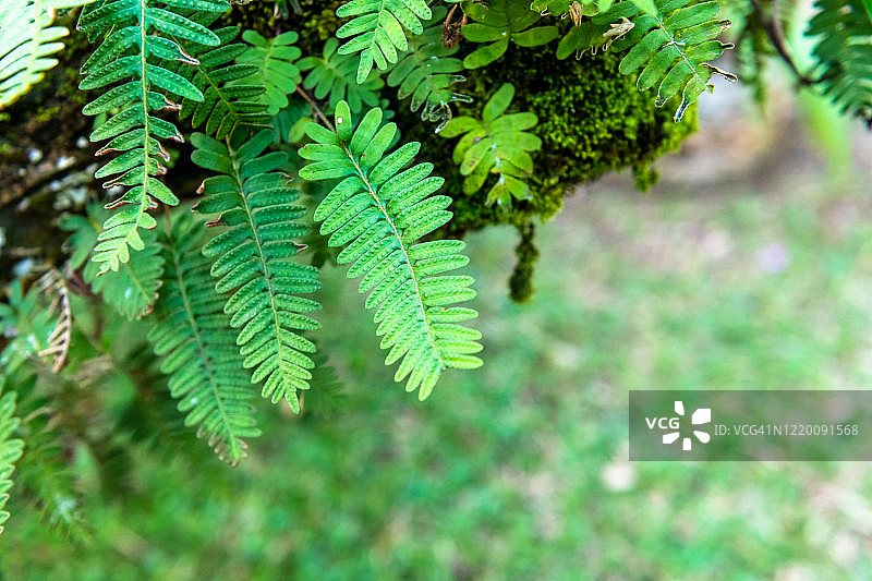古巴索罗阿美丽的蕨类叶子图片素材