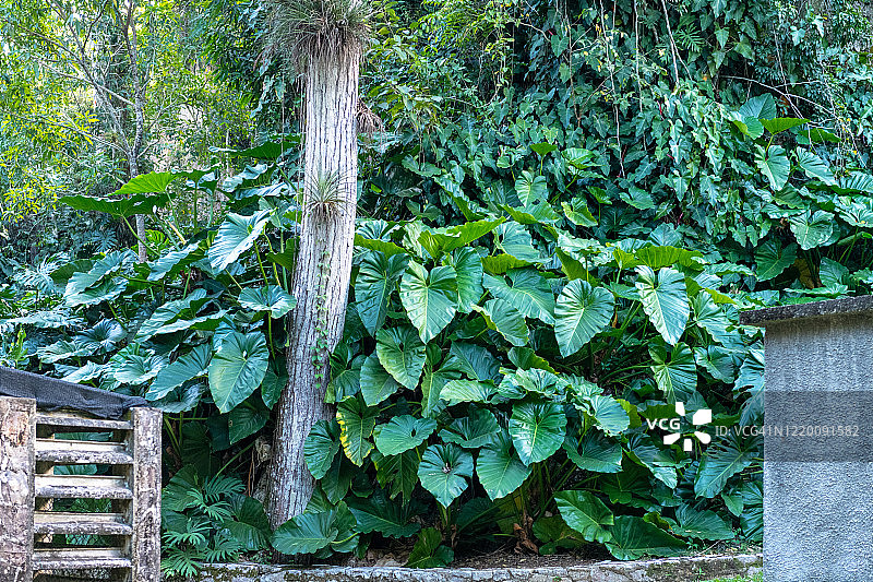 古巴索罗阿的热带树木周围的芋头植物图片素材