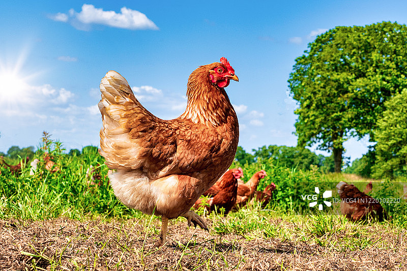 阳光明媚的日子里在草地上觅食的散养鸡图片素材