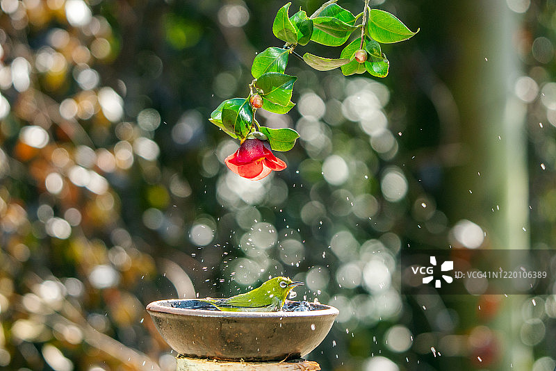 白眼鸟沐浴图片素材