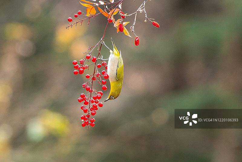 白眼鸟正在吃浆果图片素材