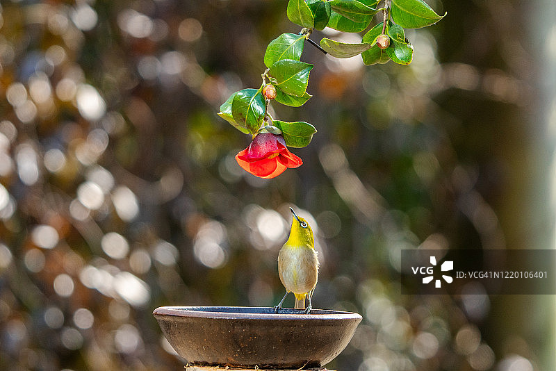 白眼雀与山茶花图片素材