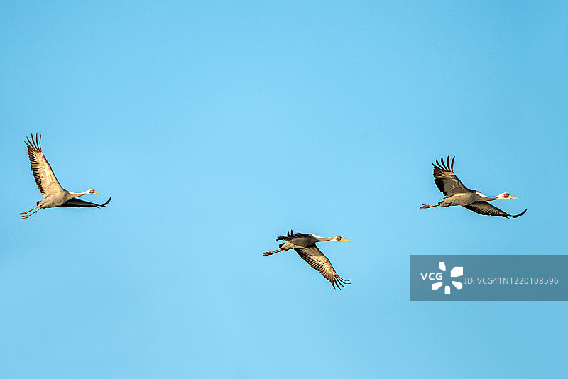 飞翔的白枕鹤图片素材