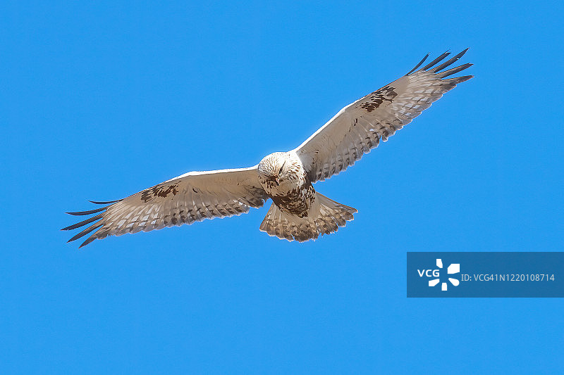 毛脚鵟图片素材