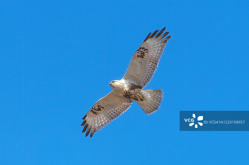 毛脚鵟图片素材