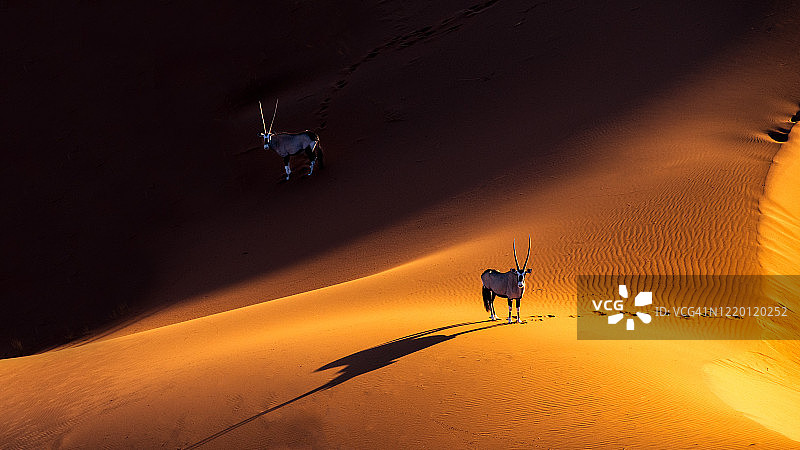 东非剑羚图片素材