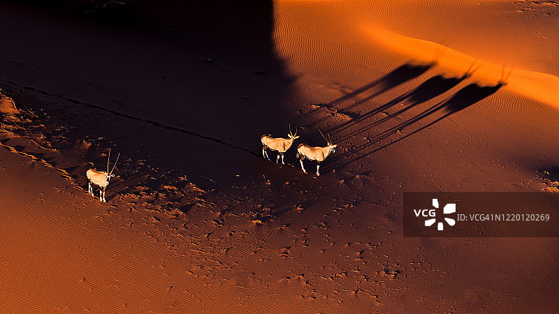 东非剑羚图片素材