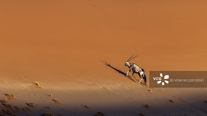 东非剑羚图片素材